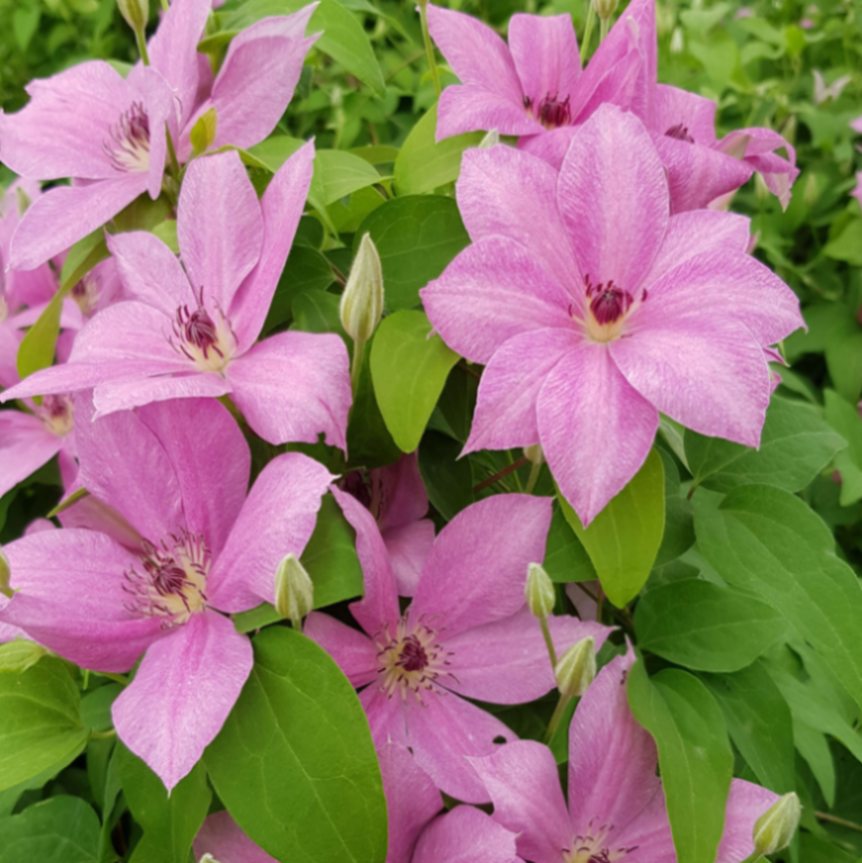 Клематис гибридный Нева